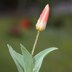 Tulipa kaufmanniana