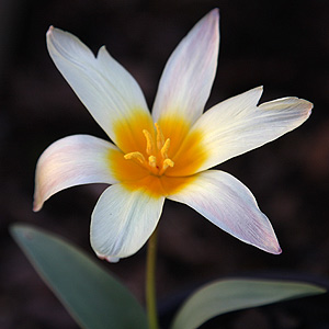 Tulipa kaufmanniana flower