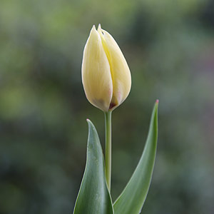 Tulipa kaufmanniana