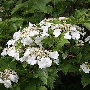 viburnum-opulus-calvescens