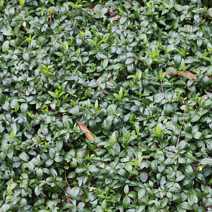 vinca-minor-common-periwinkle