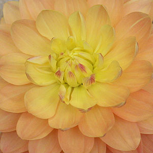 Waterlily Dahlia