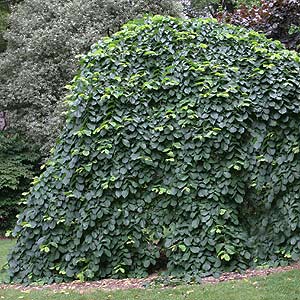 Weeping Elm Tree