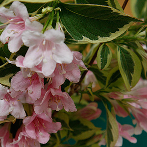 Weigela variegata