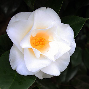 white Camellia Flower
