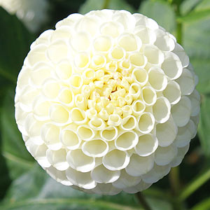 White Pompon Dahlia