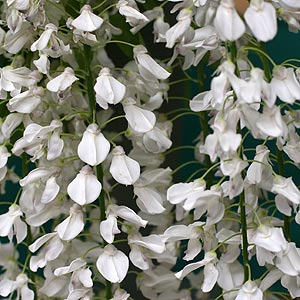 Wisteria floribunda alba