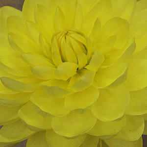 Yellow Waterliily Dahlia
