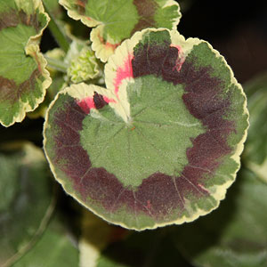 Coloured Leaf Zonal Geranium