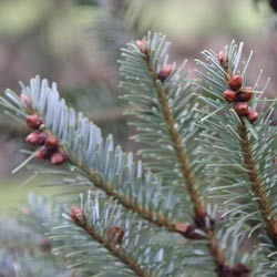  Abies delavayi forrestii foliage