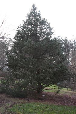  Abies delavayi forrestii