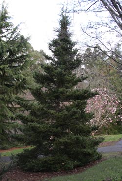 Abies koreana Mature specimen