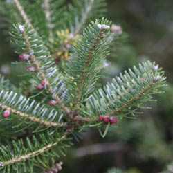 Abies koreana foliage