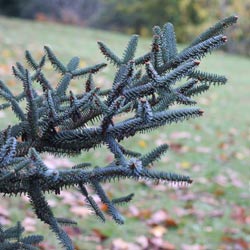 Abies pinaspo glauca