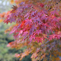 Acer Palmatum Osakazuki