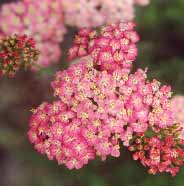 Achillea Plant in flower