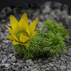 Adonis vernalis plant in fower