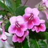 african violet flower