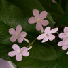 Pink African Violet Flower