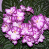 African Violet Flower ruffled