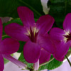 Purple African Violet Flower