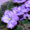 african violet flower mauve