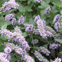 Agastache Flowers