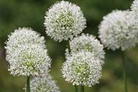 Allium Mount Everest