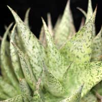 Aloe Quicksilver