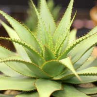 Aloe broomeii