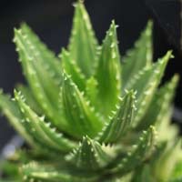 aloe mitriformis variegata