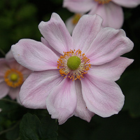 Anemone japonica, anemone hupehensis, anemone x hybrida or Japanese Windflowers