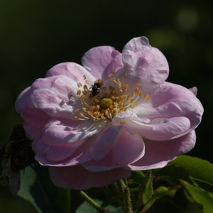 Apothecary's rose