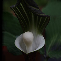 The Rare and Unusual Arisaema sikokianum Plant in flower