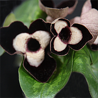 Asarum Maximum Flower