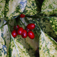 Evergreen Shrub Aucuba japonica