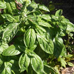 Basil Plant