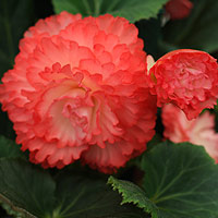 Red Begonia Flower