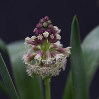Bellevalia species