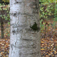 Betula papyrifera