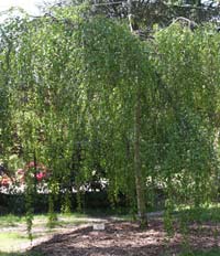 Betula pendula 'youngii' 