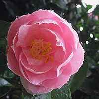 Pink Camellia Flower