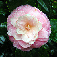 Camellia Flower