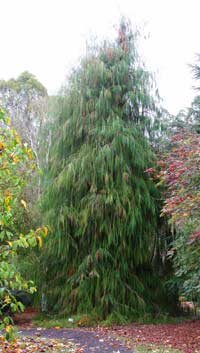 Chamaecyparis-lawsoniana-imbricata