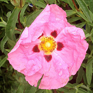 Cistus Flower