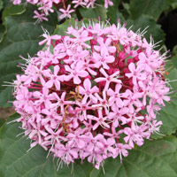 Clerodendrum bungei