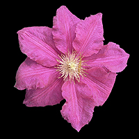 Climbing Clematis Plant