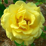 Climbing Rose