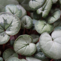 Cyclamen coum