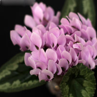 Cyclamen-Hederfolium